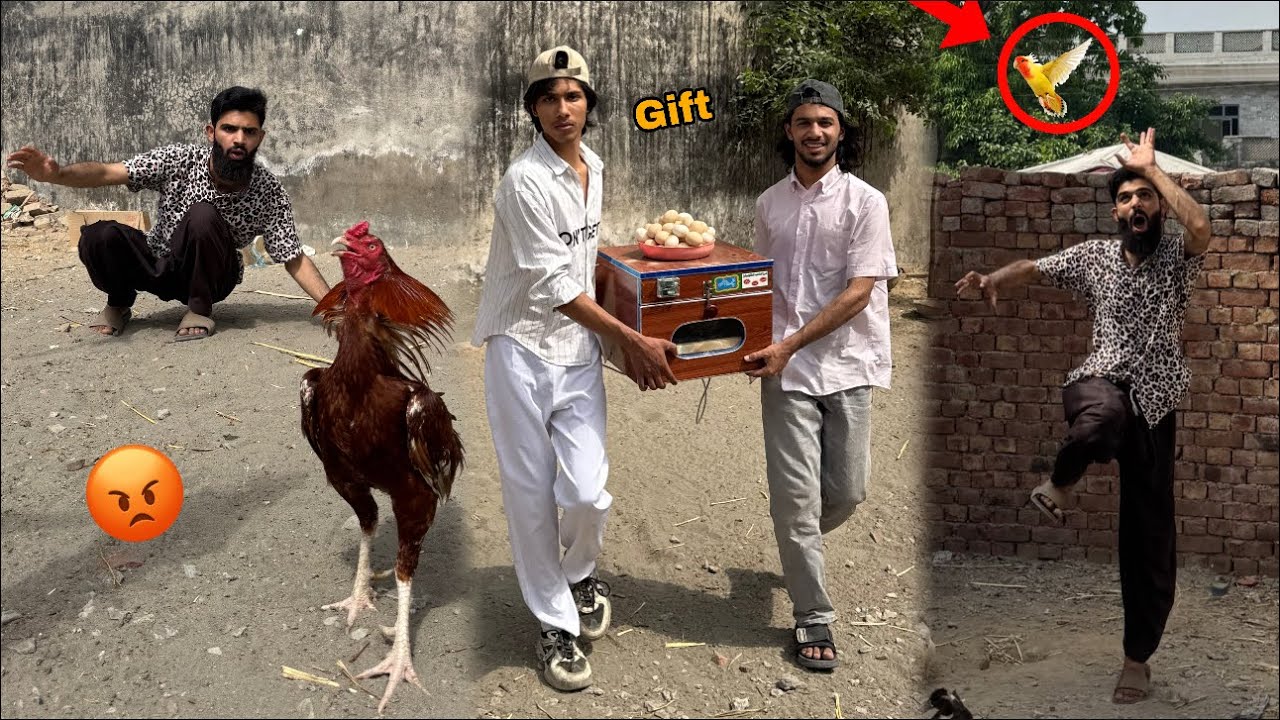 DSP out of control 😱 Parrot ur gya 😭 incubator gift mil gya 