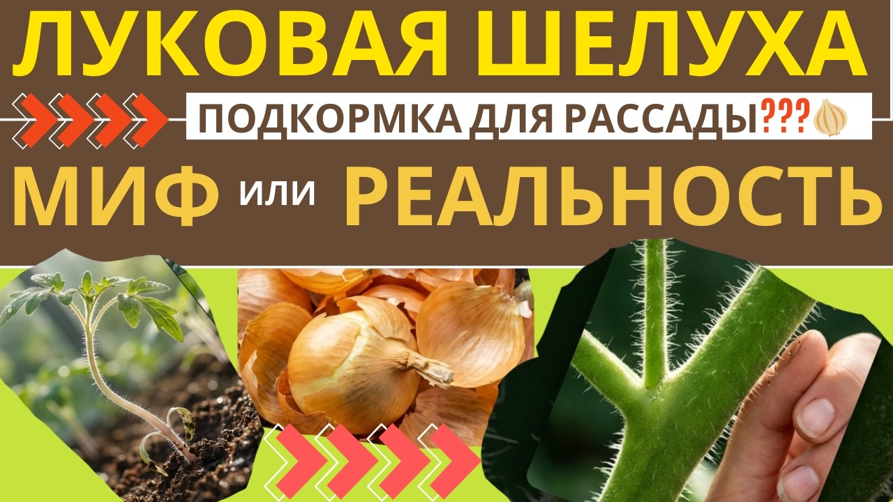 РАССАДА ТОМАТОВ И ПЕРЦЕВ жиреет НА ГЛАЗАХ! Луковая шелуха – СЕКРЕТНАЯ ПОДКОРМКА бабушки
