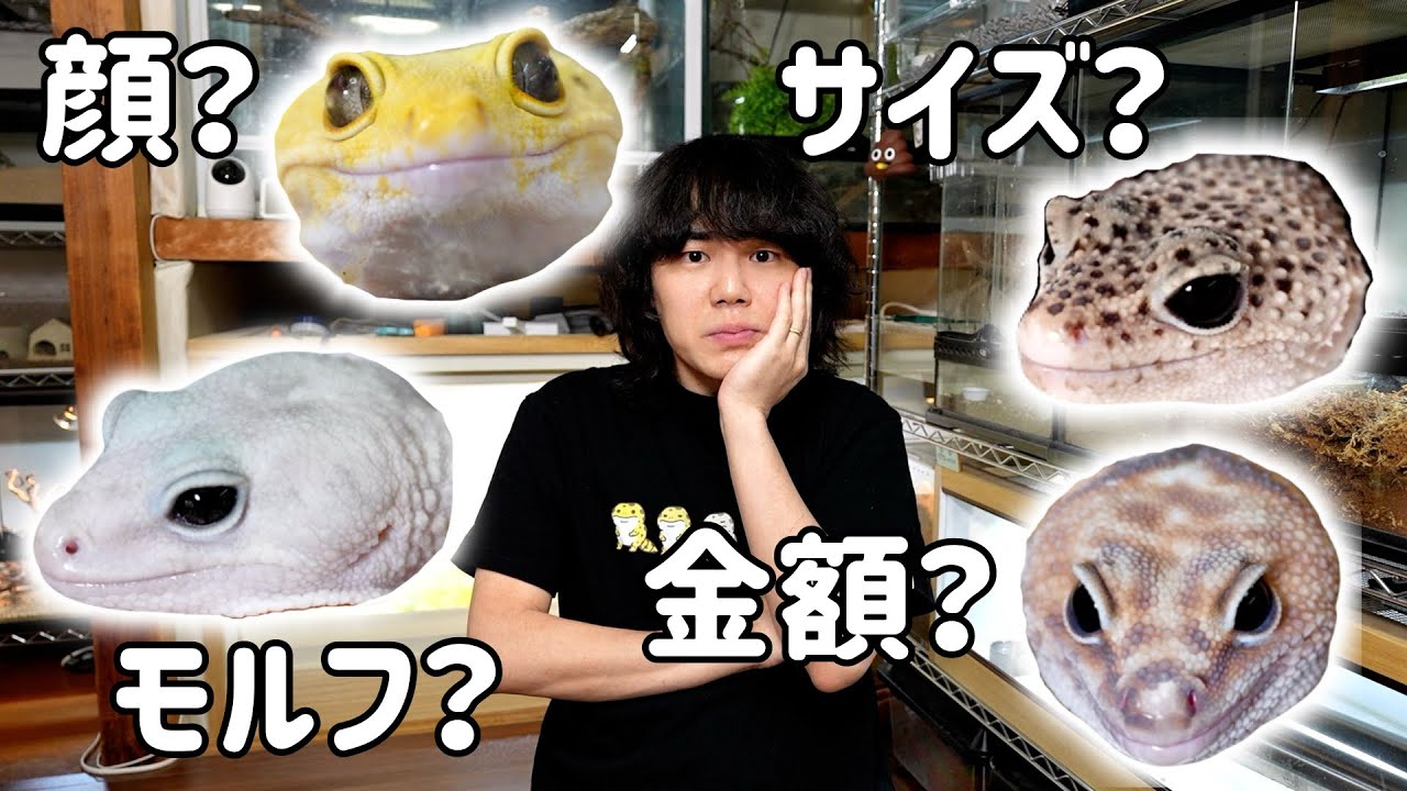 初めてのレオパ&ニシアフの選び方