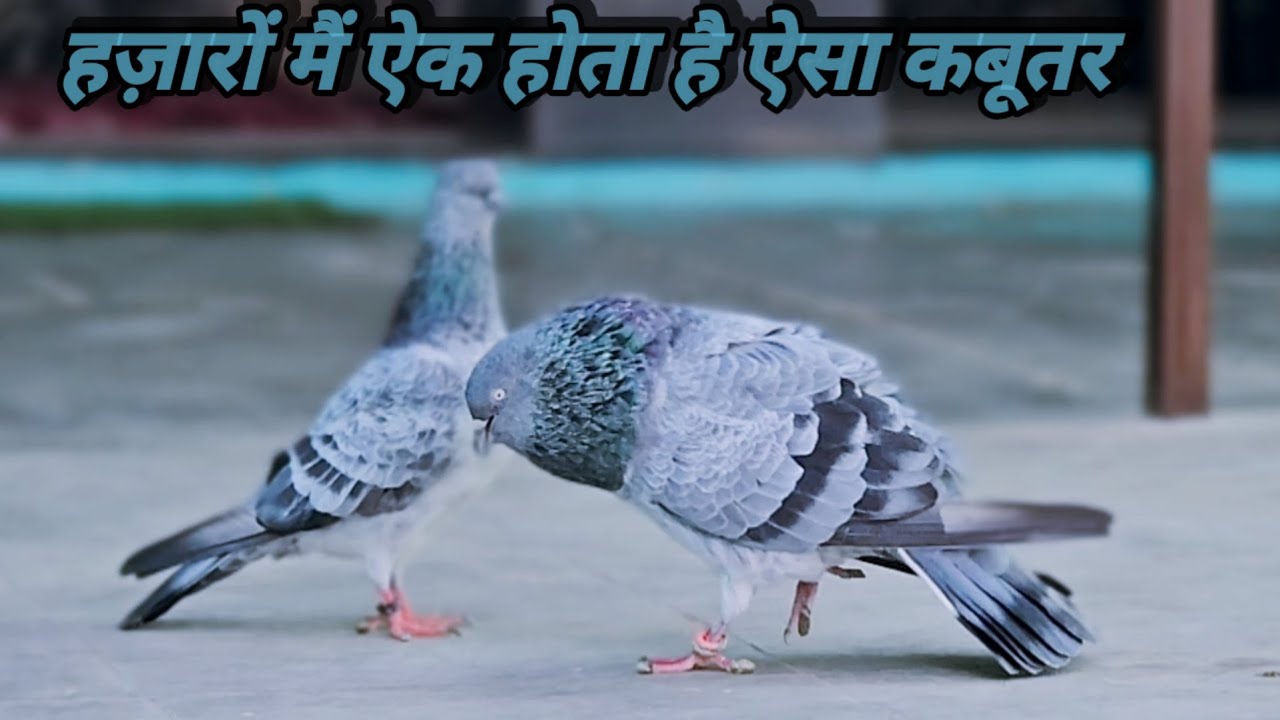 हज़ारों में ऐक होता है ऐसा कबूतर|Beautiful Pigeon|Old Pigeon Breed|Nayab Kabootar|jaipurtonkpigeons