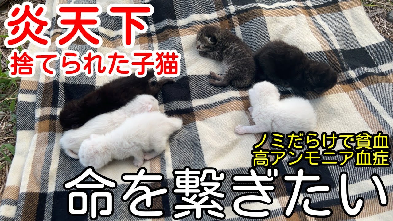 【子猫６匹保護】母猫から引き離し炎天下に捨てる。猫を捨てることは殺すこと