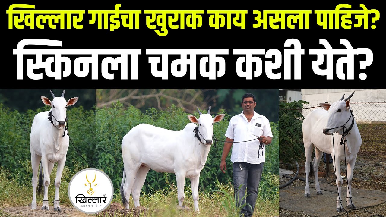 खिल्लार गाईचा खुराक काय असला पाहिजे? | Khillar Maharashtrachi Shaan 2023