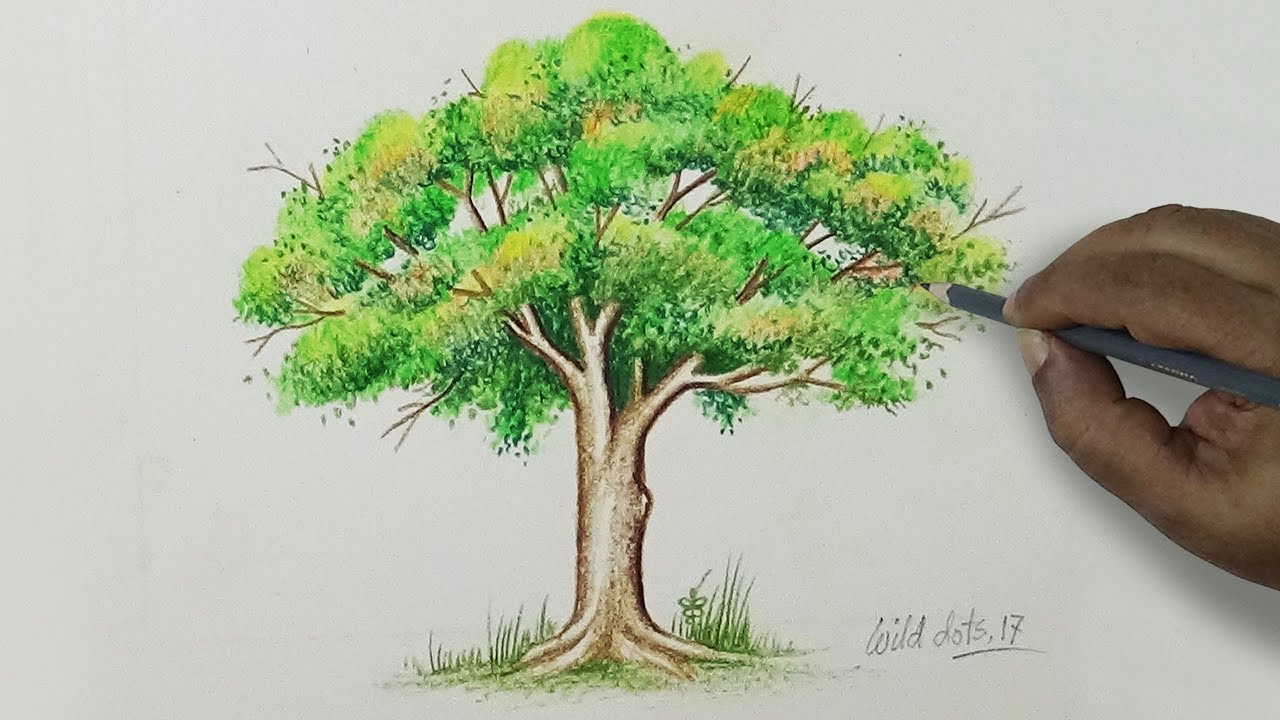 Tree - Drawing A Tree With Simple Colored Pencils |
