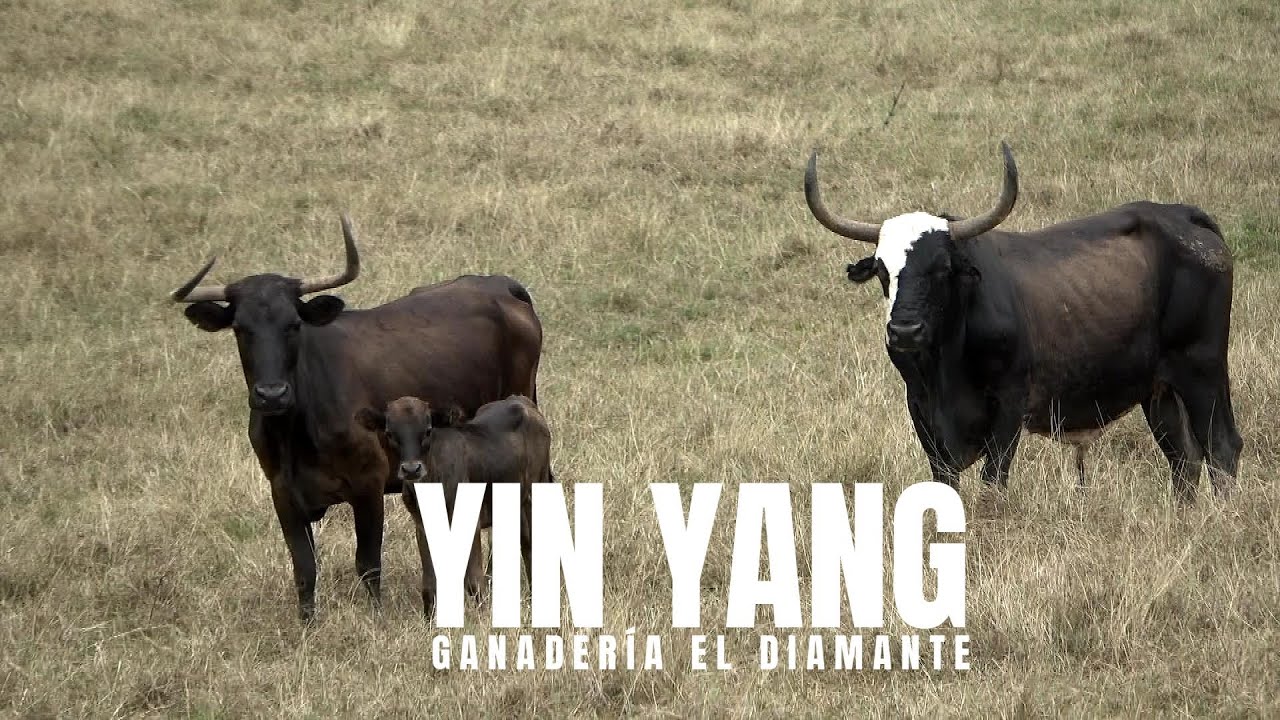 EL YIN YANG PADRIANDO EN LA GANADERÍA EL DIAMANTE - COLOMBIA