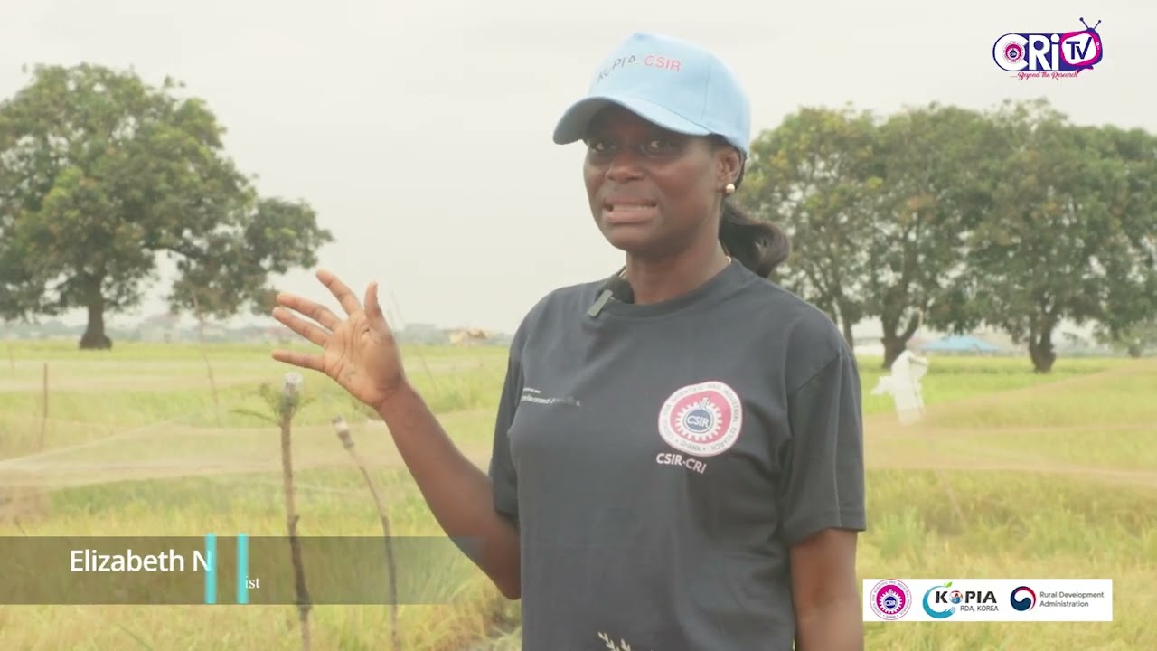 SHAPING GHANA'S RICE FUTURE: FARMERS SELECT THEIR PREFERRED VARIETIES