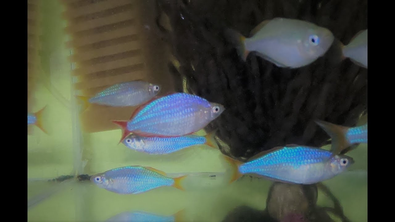 Melanotaenia praecox - Gavůnek diamantový - akvaristika