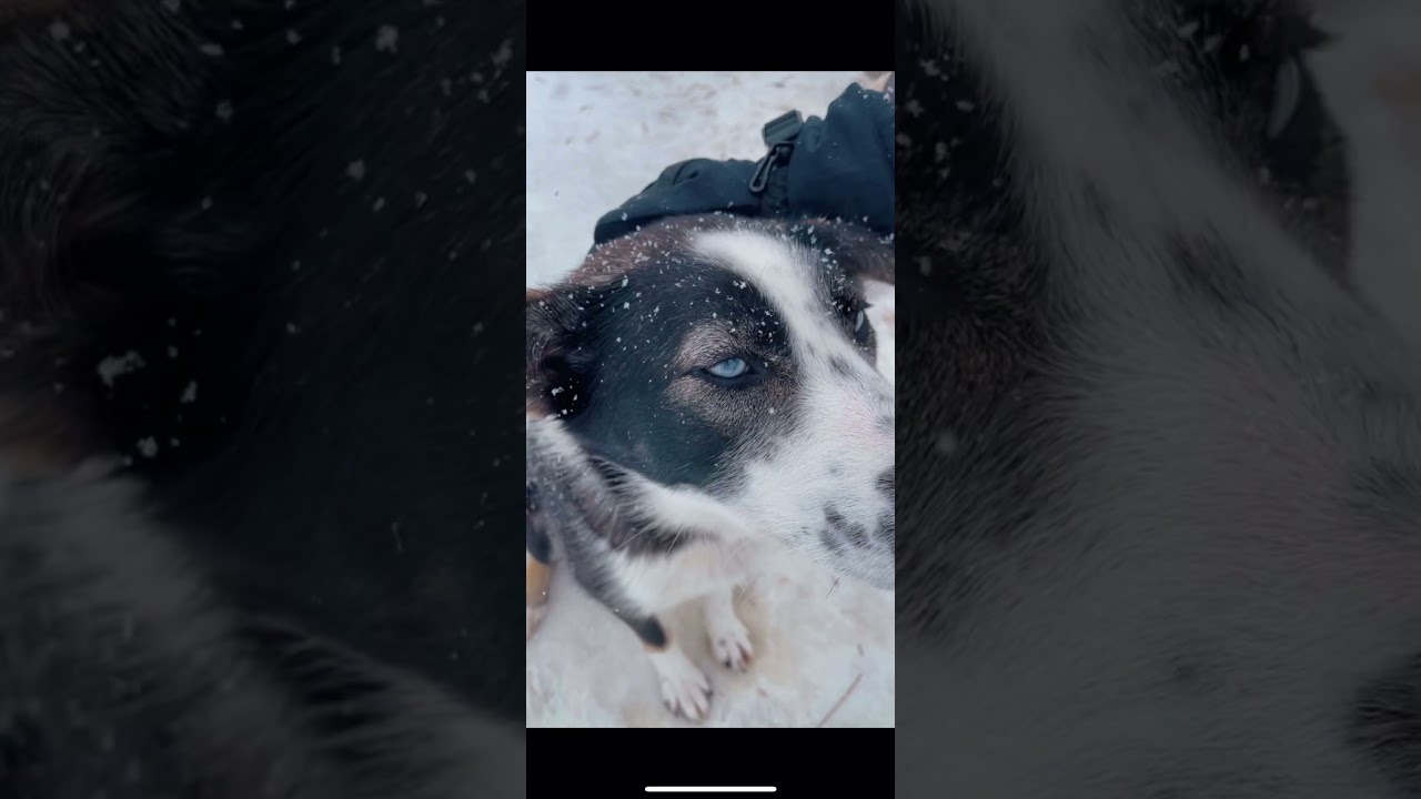Husky Farm & Dog Sledding | Tromsø |Northern Norway
