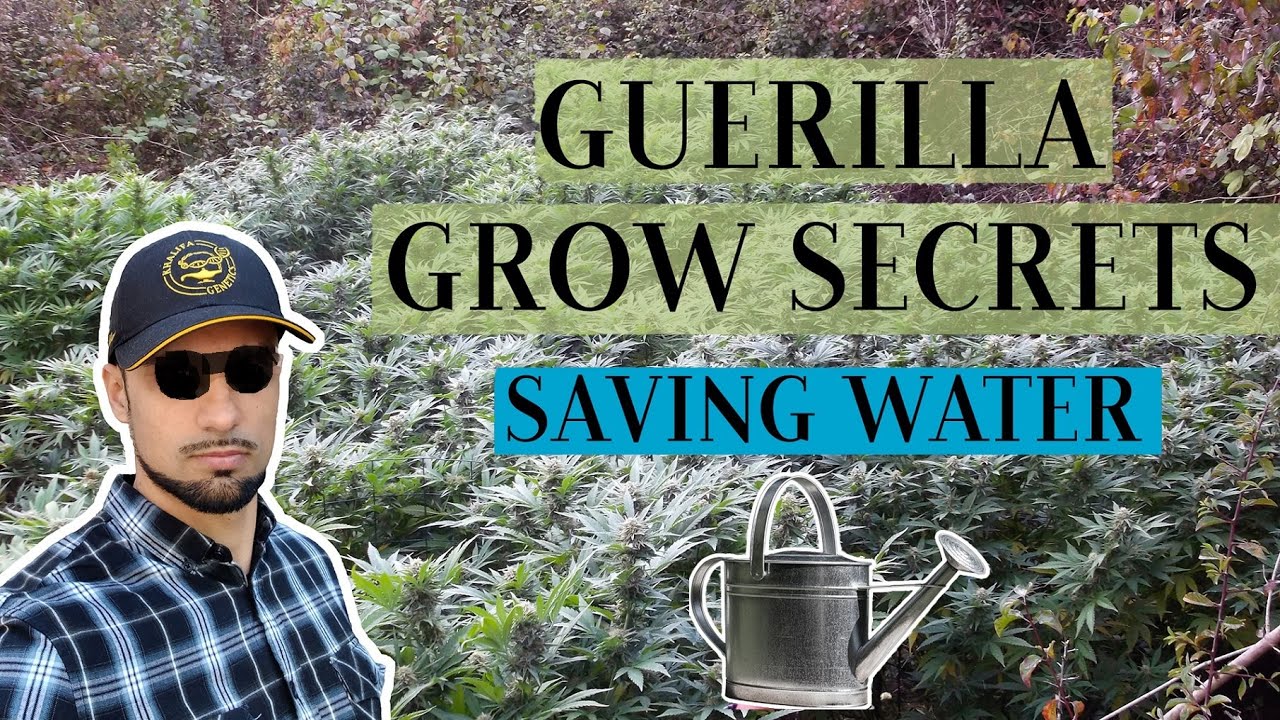 How to Save Water in a Guerilla Grow Spot - Cannabis Guerilla Growing