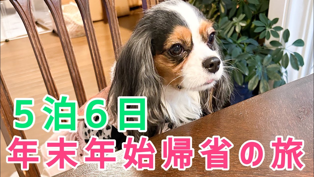 【キャバリアという犬】うにじゃ飛行機さ乗るべした！(5歳)