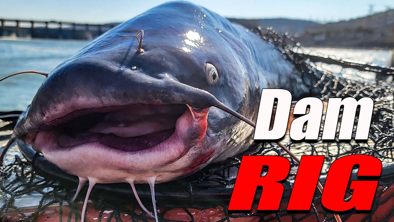 DAM Catfishing SECRETS Only a HANDFUL of Anglers Know!