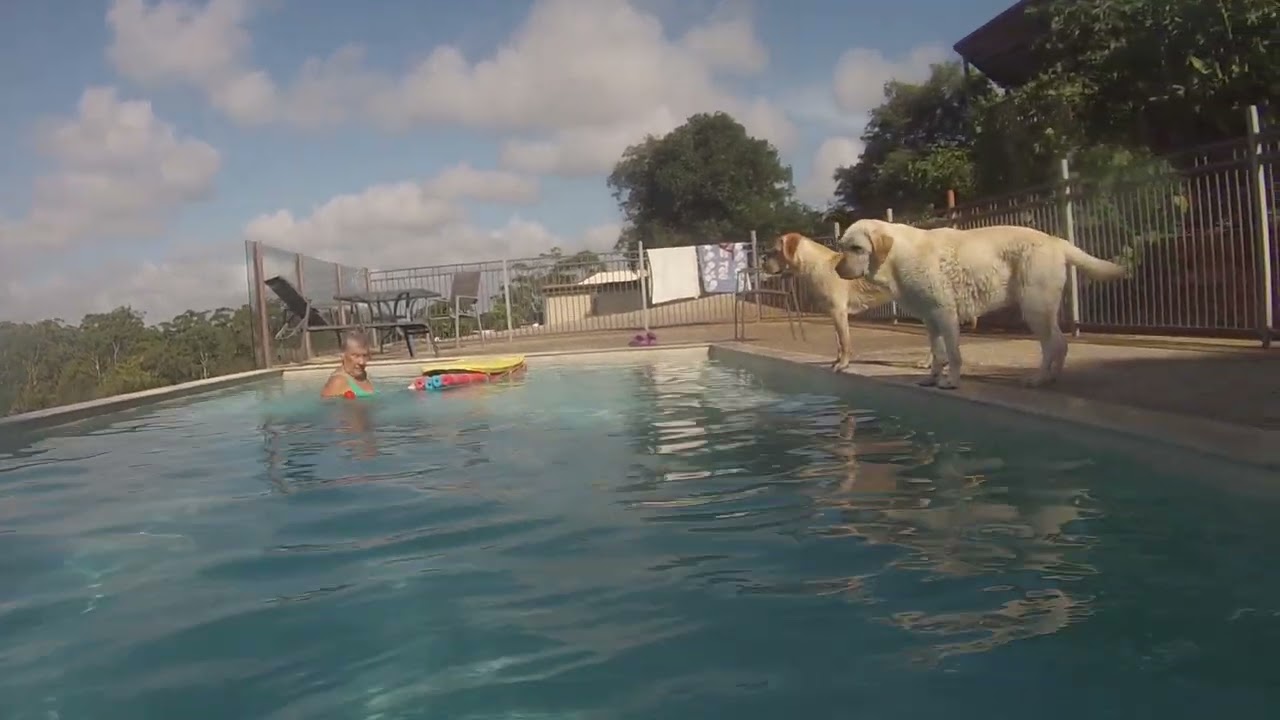 17 jan biscuit rides the surfboard