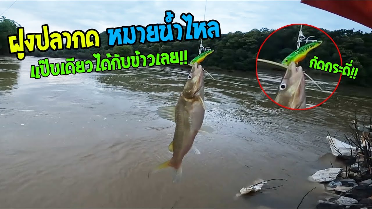 ตกปลากด หมายน้ำไหล ขึ้นมาเป็นฝูง!! ตีเหยื่อแป๊บเดียวได้กับข้าวเลย!! - UL ปลากดสุดมันส์!!