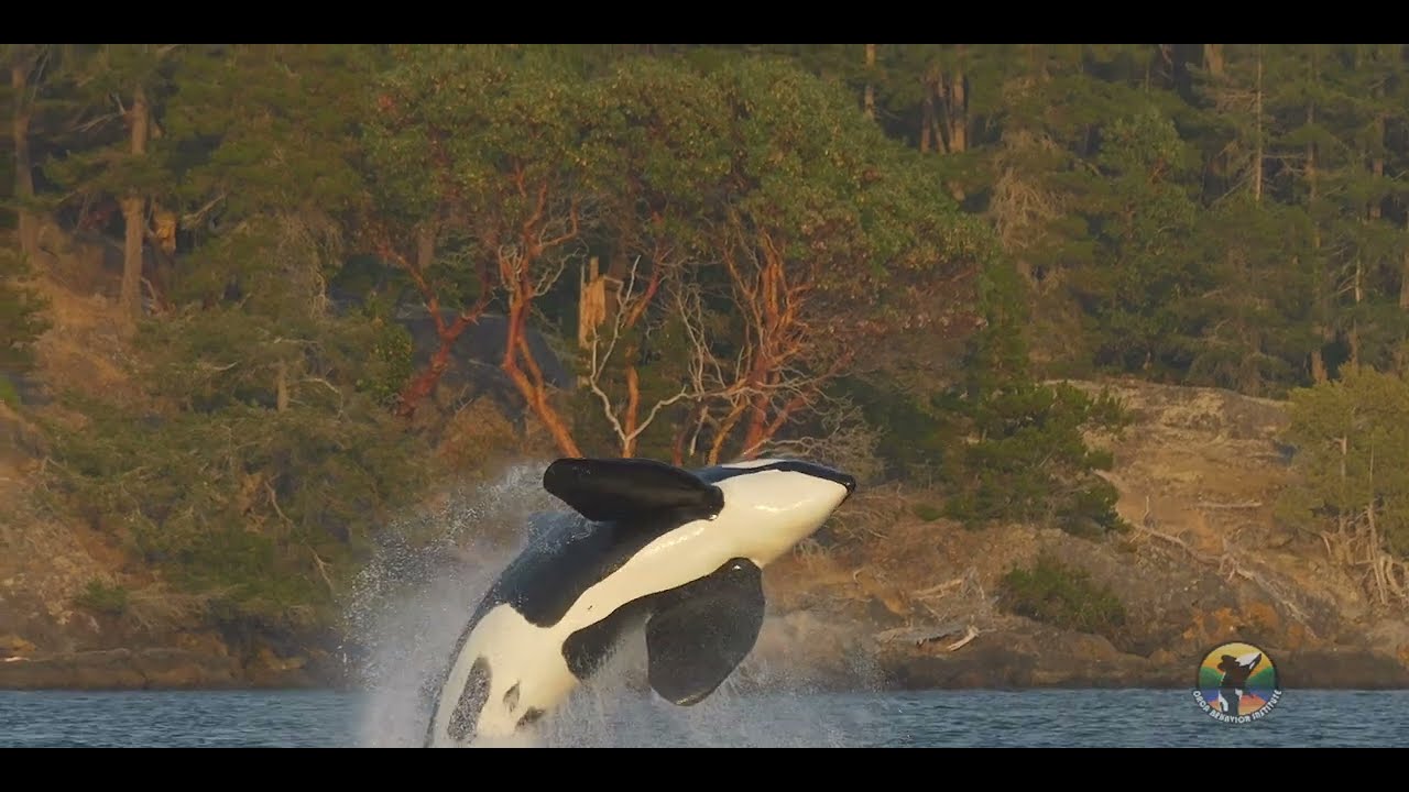 Bigg's killer whales on an impressive Steller sea lion hunt outside of Friday Harbor!