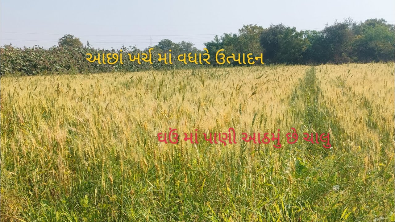 ખારેક ની ખેતી//ઘઉં ની ખેતી જૈવિક ખેતી વિડિઓ સારા લાગે તો સબસ્ક્રાઇબ કરી લેજો How to make 