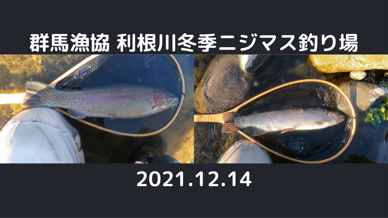 【フライフィッシング】2021.12.14 群馬漁協 利根川冬季ニジマス釣り場【Fly Fishing】