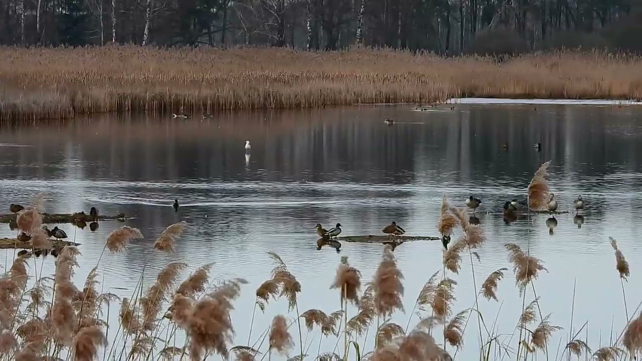 Nad stawami już tętni życie...