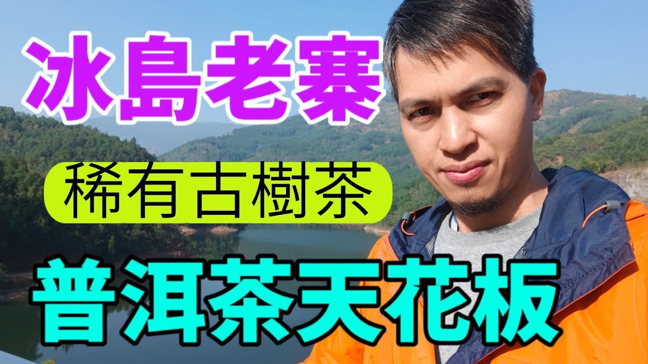 冰島老寨，普洱茶的天花板，冰島五寨之中的最稀有的古樹茶！