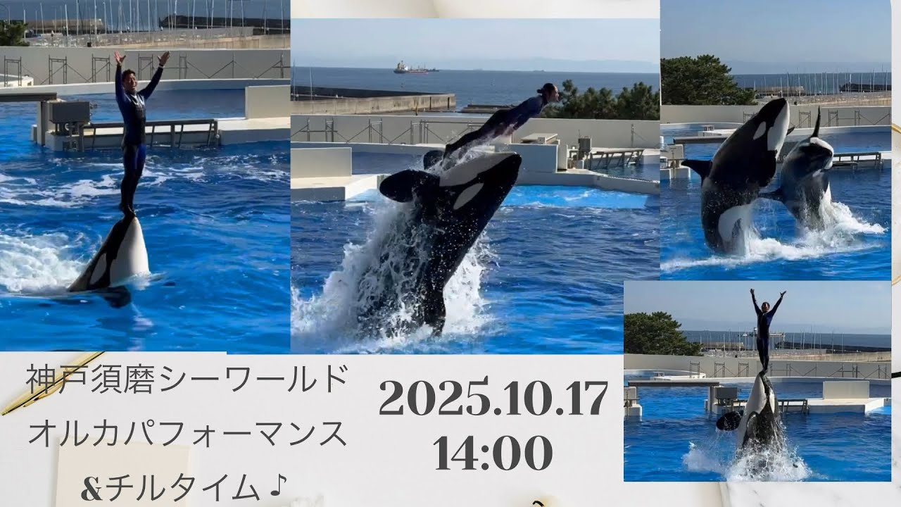 神戸須磨シーワールド　オルカパフォーマンス　&チルタイム♪ 2025.10.17 14:00