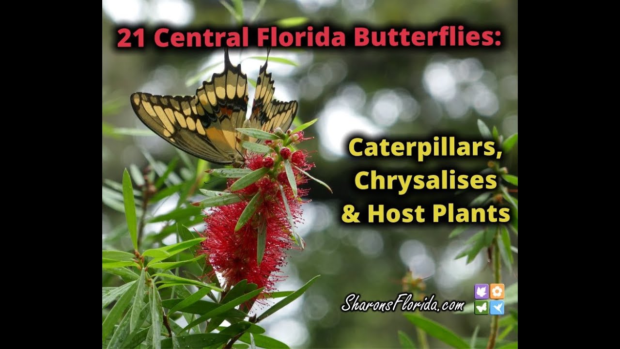 21 Central Florida Butterflies: Caterpillars, Chrysalises, & Host Plants