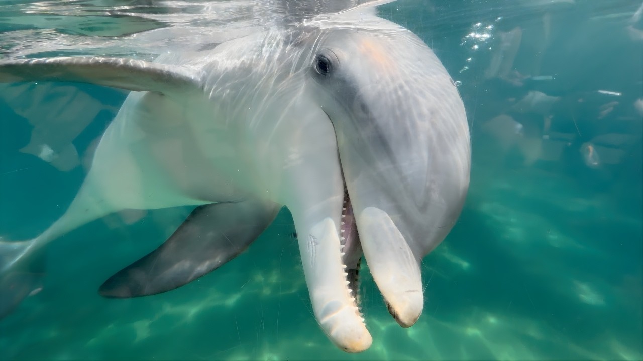 This Dolphin Wanted to Say Hi! 🐬🌊