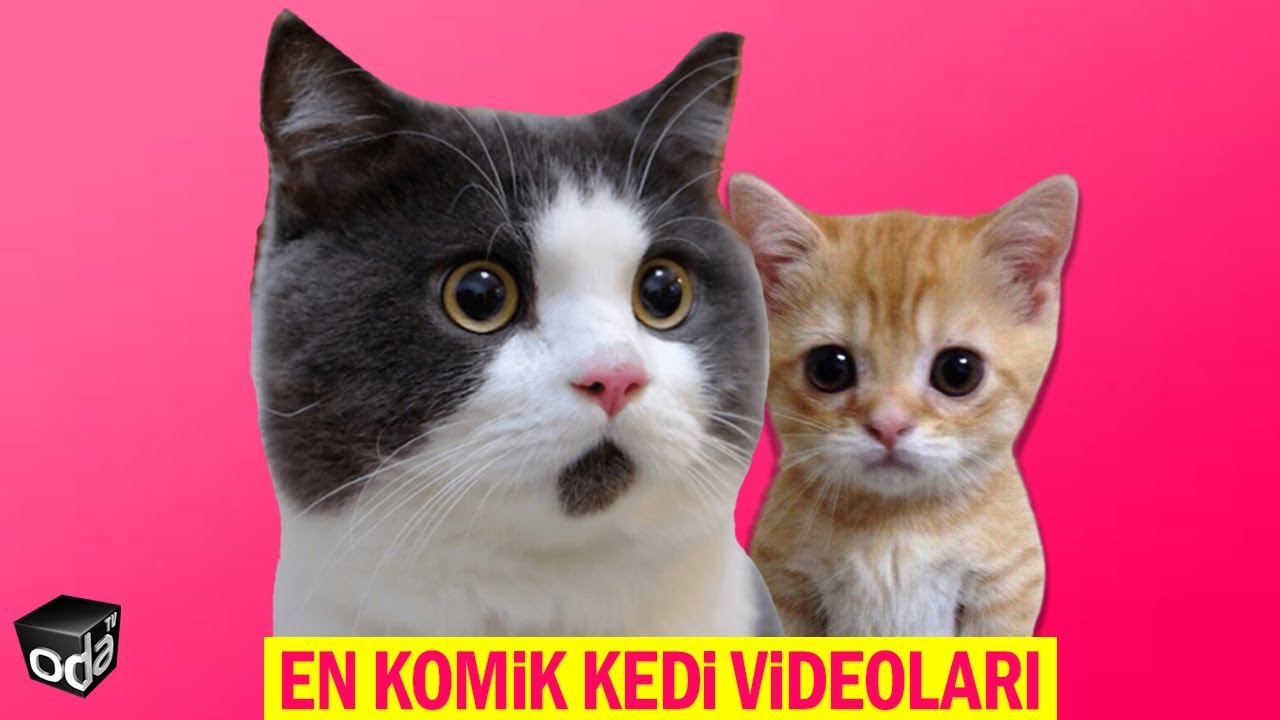 En Komik Kedi Videoları