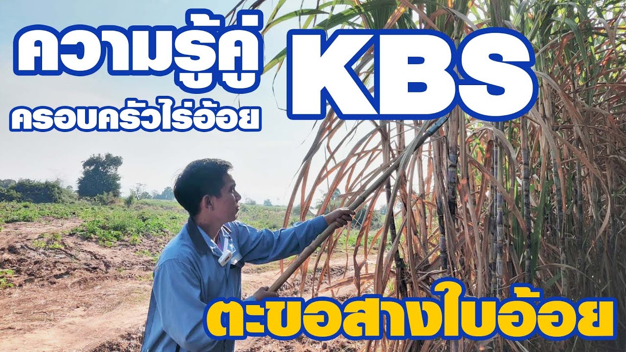 ตะขอสางใบอ้อย #ความรู้คู่ครอบครัวไร่อ้อย เคบีเอส