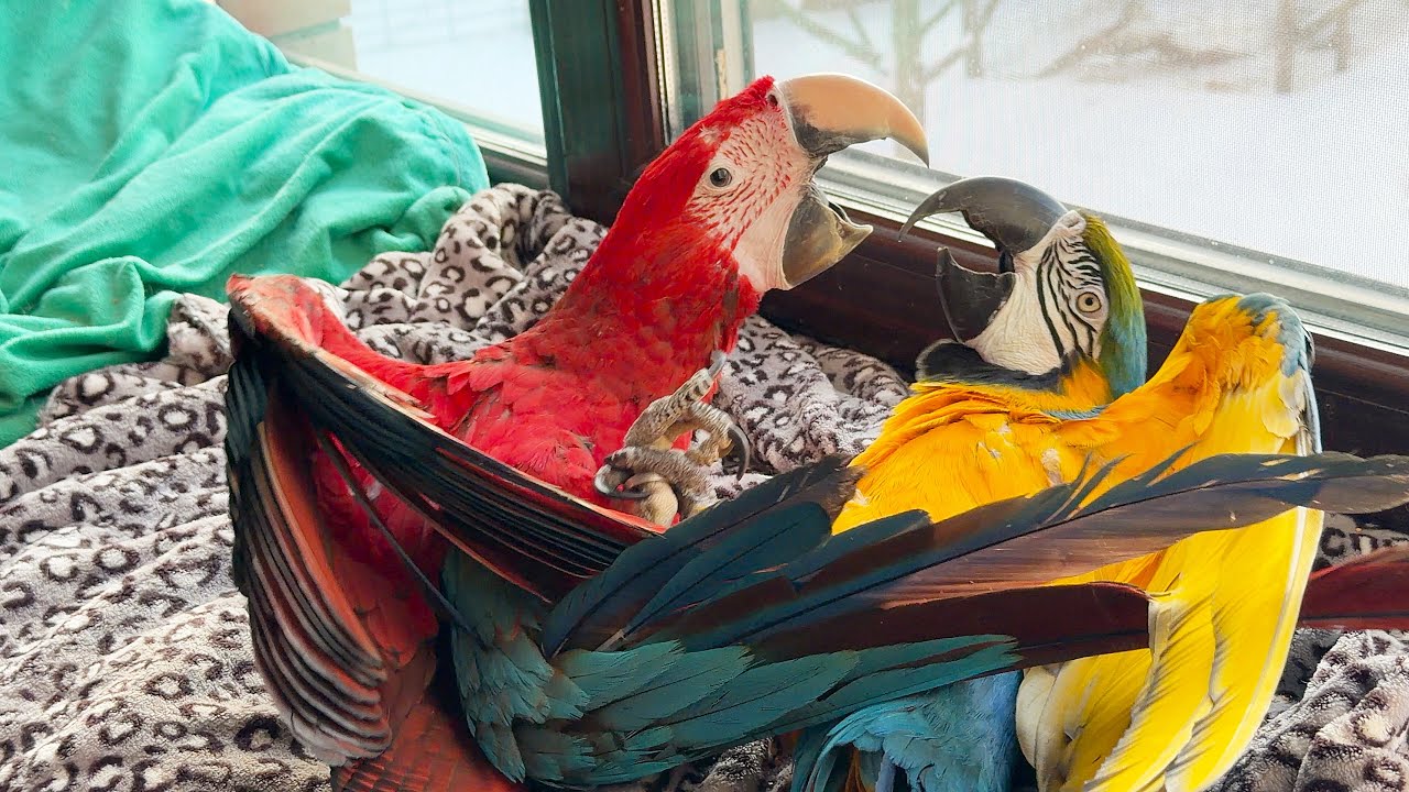 Pepita the parrot puts Baron the parrot to bed. Попугай Пепита ложит спать попугая Барона.