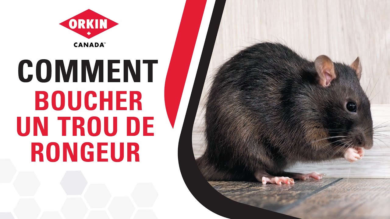Comment boucher un trou de rongeur | Orkin Canada