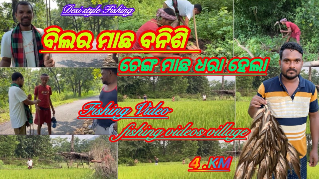 ବିଲର ମାଛ 🐟 ବନିଶି ଚେଙ୍ଗ ମାଛ 🐠ଧରା ହେଲା| Desi style Fishing| Fishing Video| fishing videos village