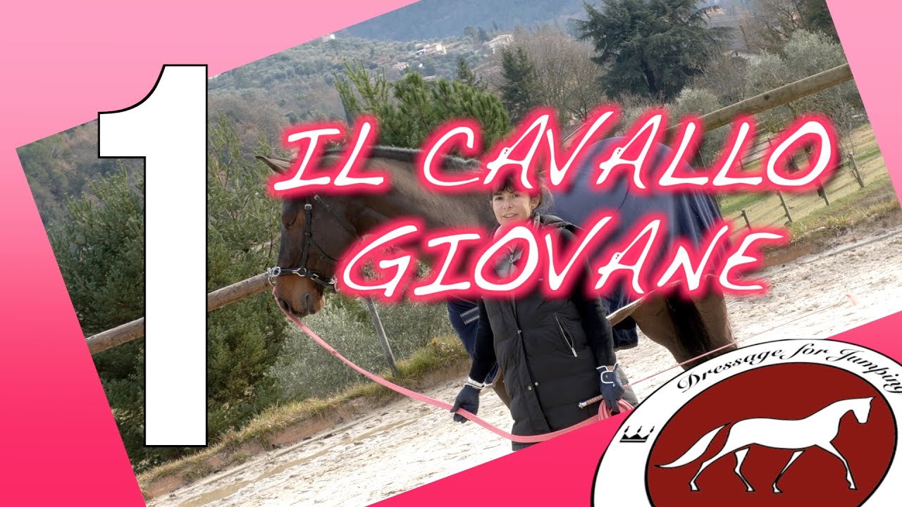 #dressageforjumping Il cavallo giovane - parte 1