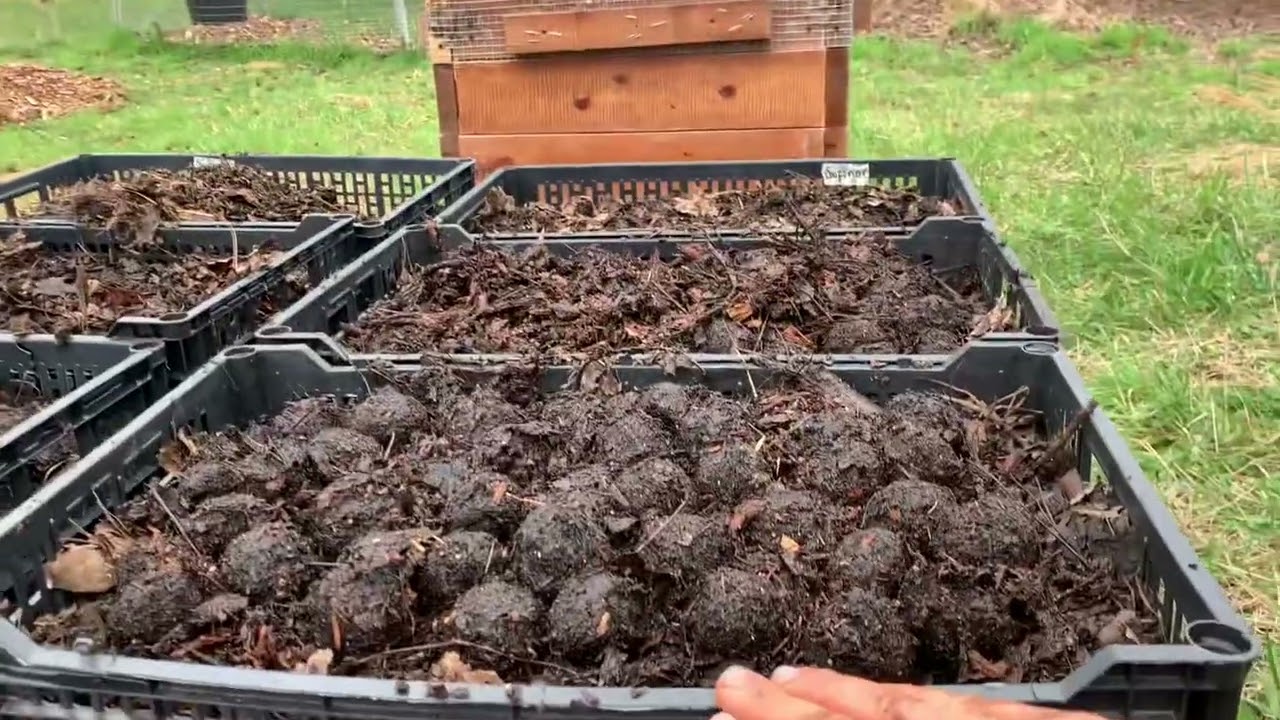 Planting black walnuts and building air prune beds