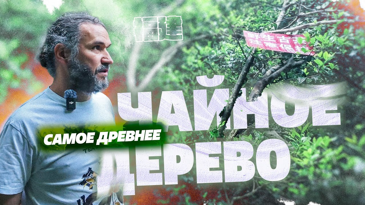 Самое древнее чайное дерево. Провинция Фуцзянь.