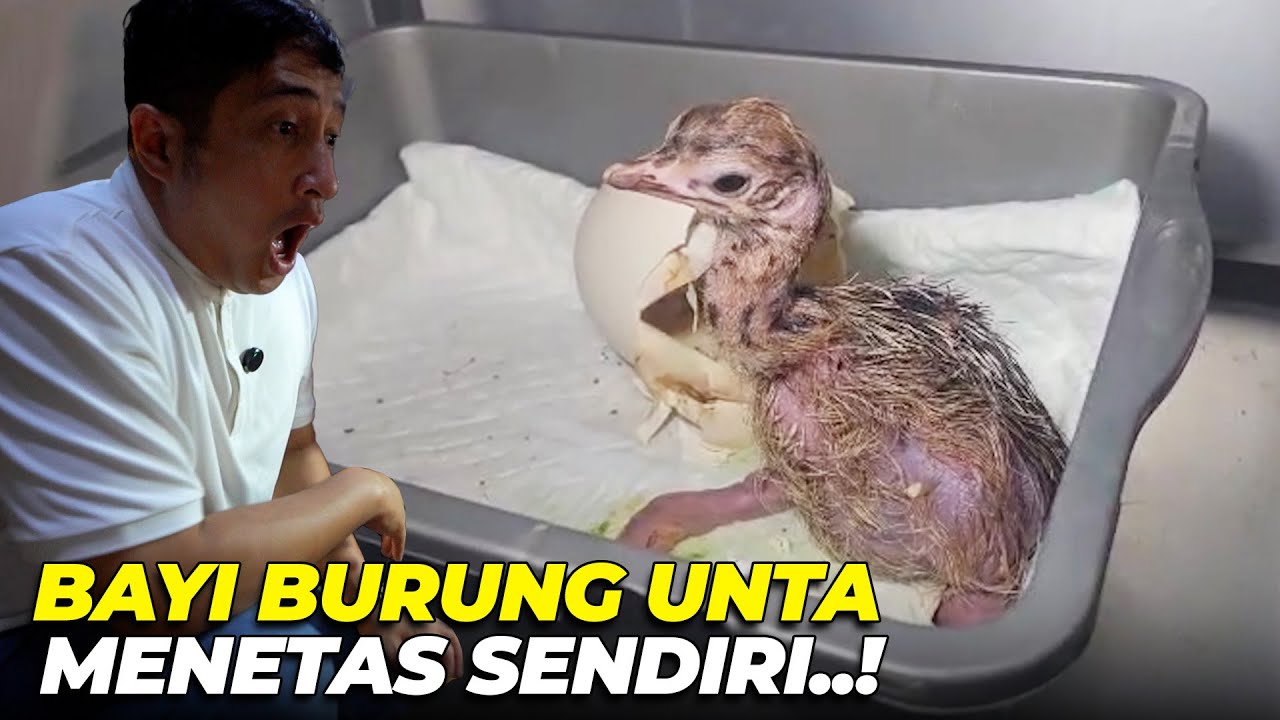 KEJUTAN BANGETT..!! BAYI BURUNG UNTA MENETAS DENGAN ALAMI..!!