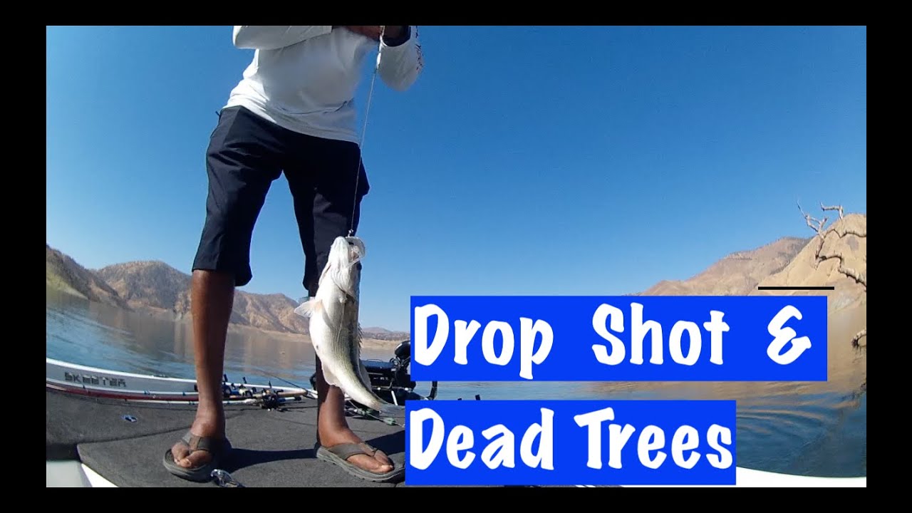 Drop Shotting near dead Trees