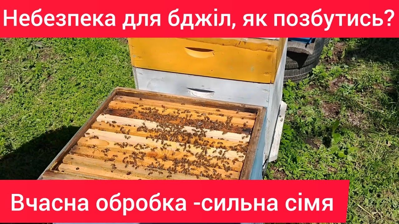 Обробка бджіл від кліща, в сезон за 5.5 грн. Серветки щавелева кислота +гліцерин