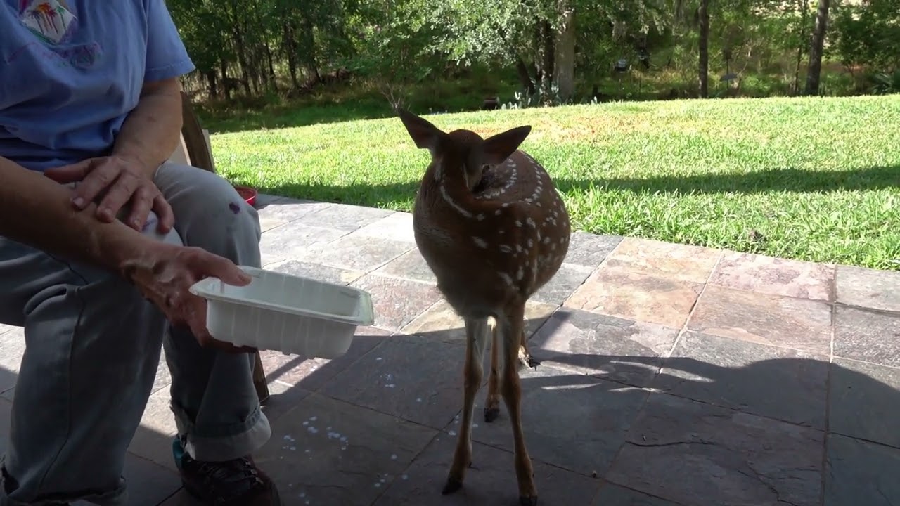 Dinner with Bambi the Whitetail Deer Fawn (day 8)
