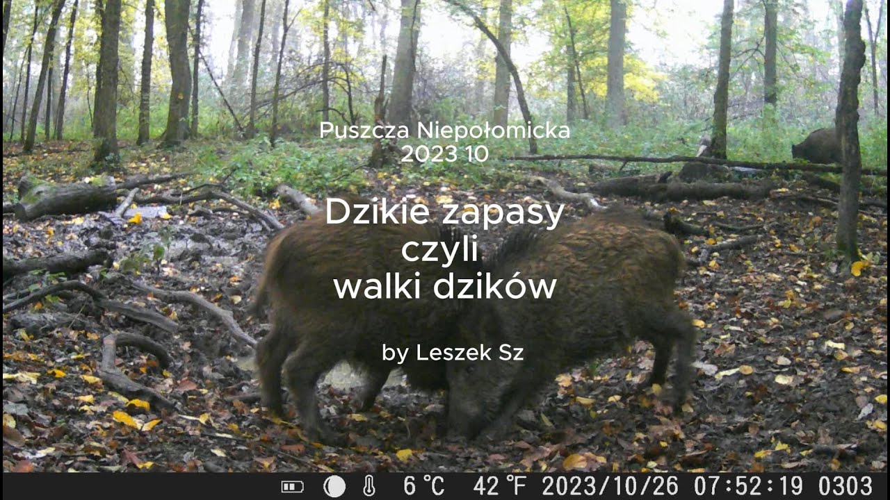 Dzikie zapasy czyli dzikie walki dzik&oacute;w.