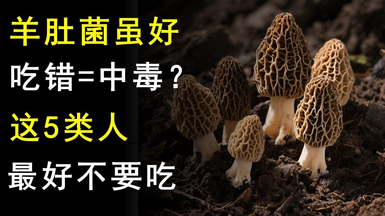 羊肚菌的功效和作用，这样吃最有营养！食用禁忌需注意，这5类人不能吃
