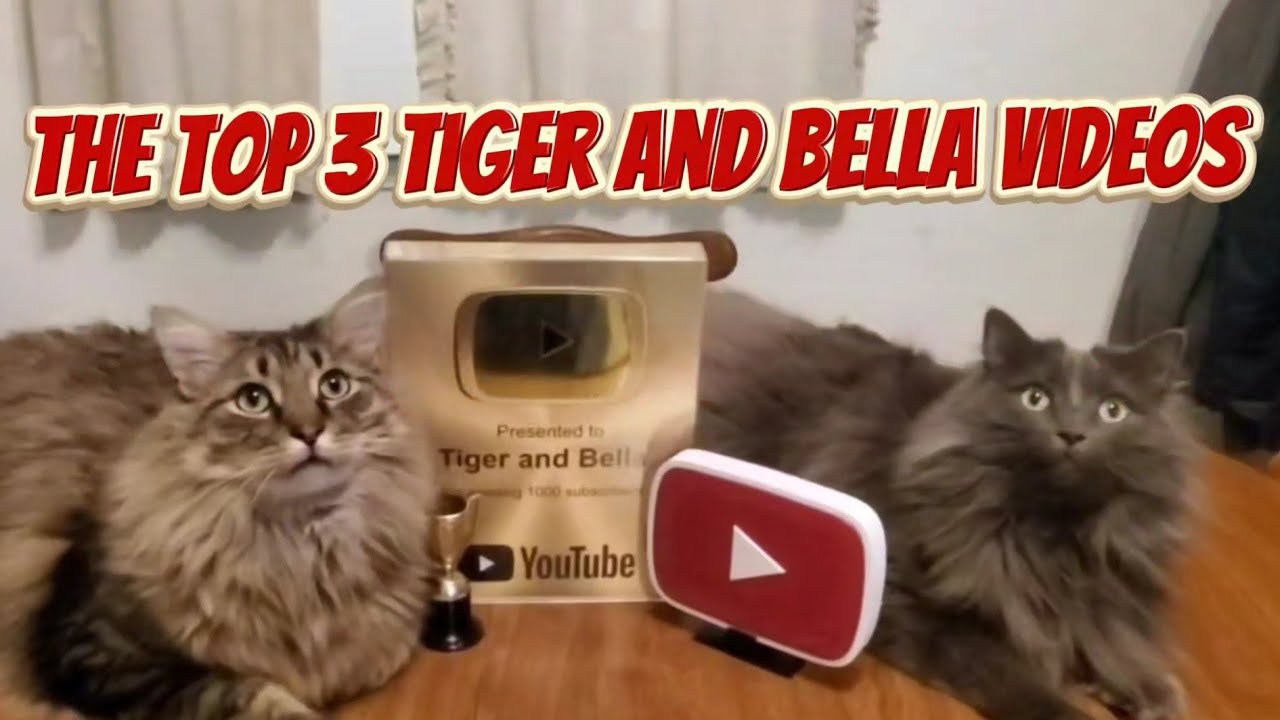 The top 3 tiger and Bella Videos 