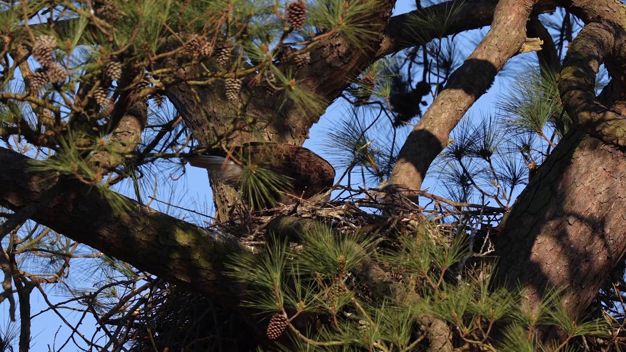 2021 Eagle Nesting Season Vol 4   4K