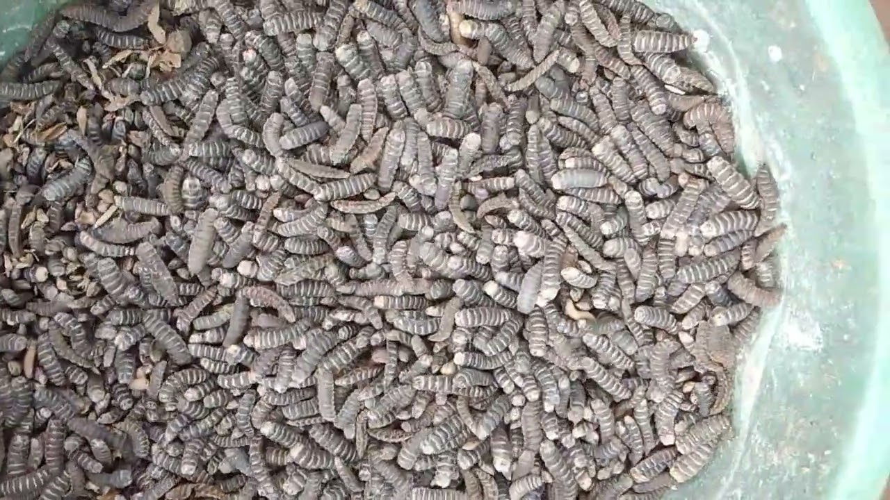 Turning Your BSF Prepupa to Pupa in a Short period #blacksoldierfly #bsfprepupa #bsfpupa #geturflies