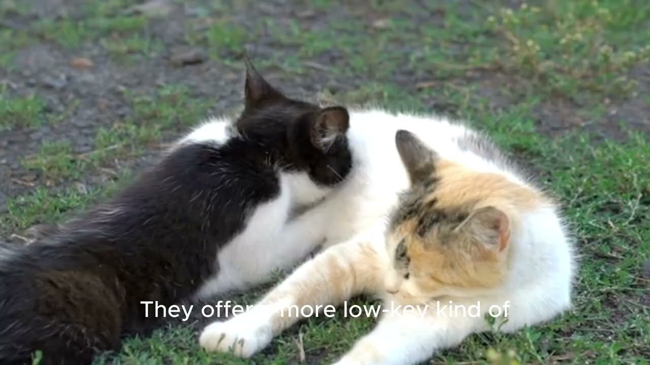 Which Pet Should You Bring Home? 🐶🐱🐦🐹