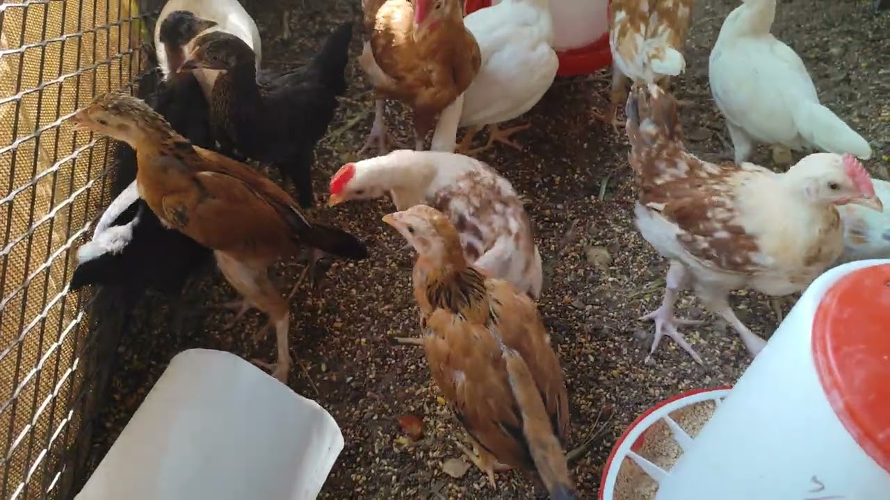 #നാടൻ #കോഴികുഞ്ഞുങ്ങൾ #just #show #Dubai