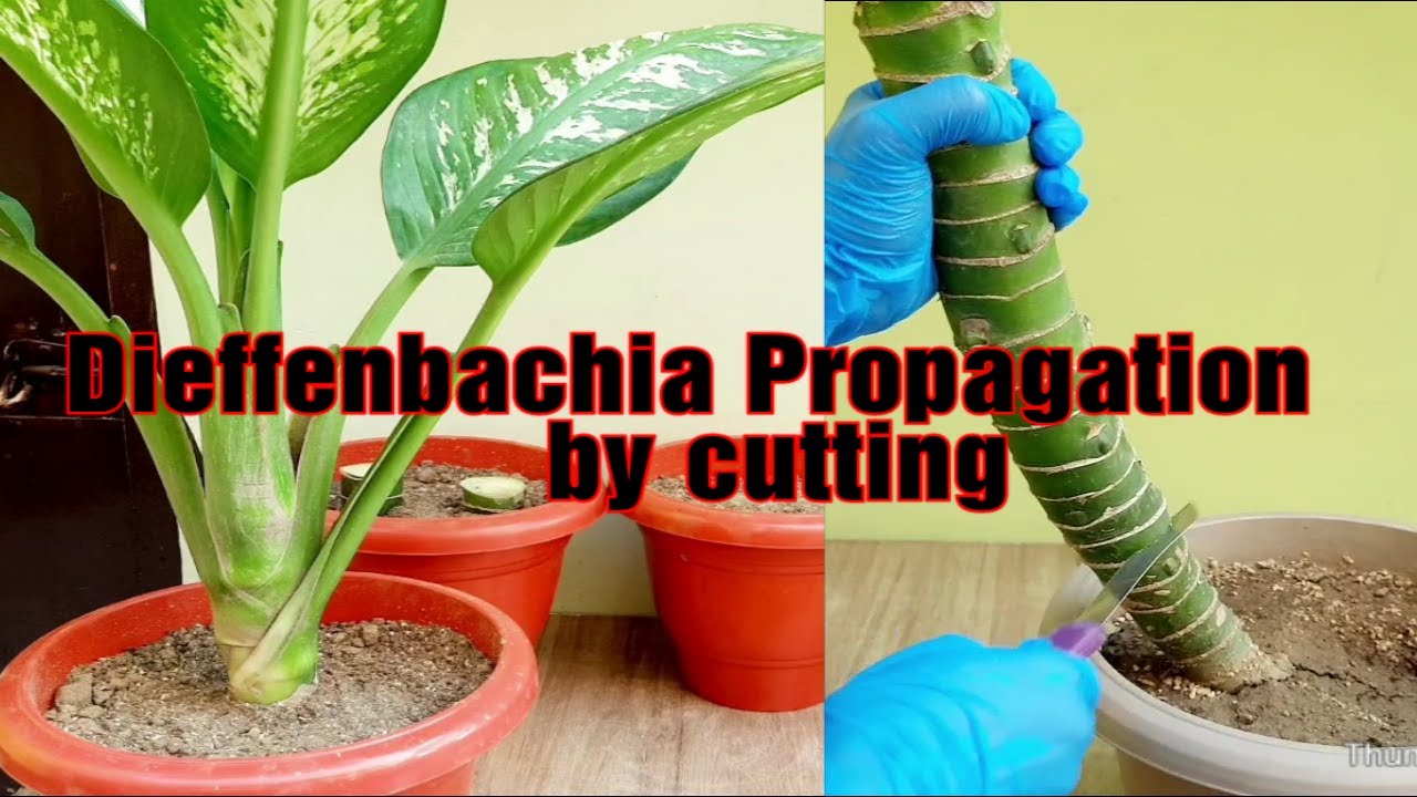Dieffenbachia Propagation by cutting l How to multiply dieffenbachia plant l Propagate dieffen plant