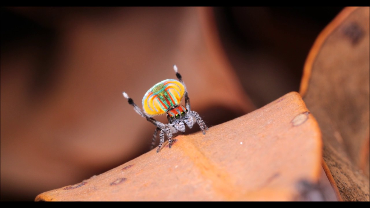Maratus volans courtship display