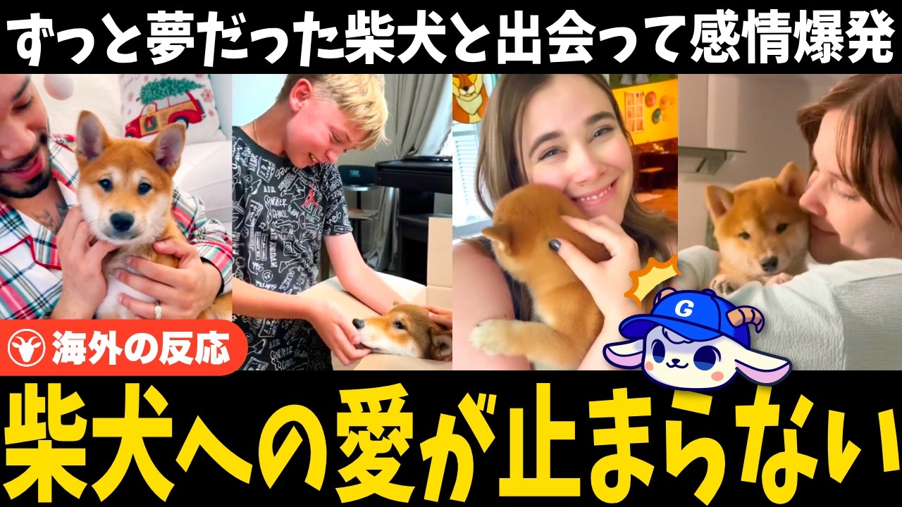 「えっ、ウソだろ…！」柴犬をサプライズで迎えた外国人たち、嬉しすぎて感情爆発【海外の反応】