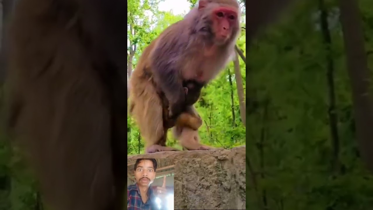 🤣Monkey mom tags baby withher scent soshe can identify herif she loses it 🙈#dzistic khatarnak Bandar