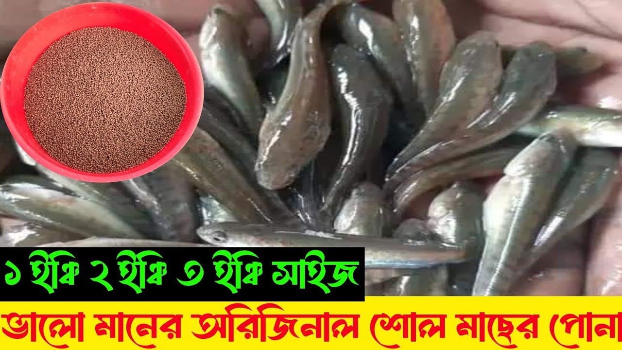 পুকুরে কিভাবে চাষ করবেন ও বায়োফ্লকে জানুন। যেকোনো পরামর্শ আমাদের কাছে পাওয়া যাচ্ছে। যোগাযোগ করুন।