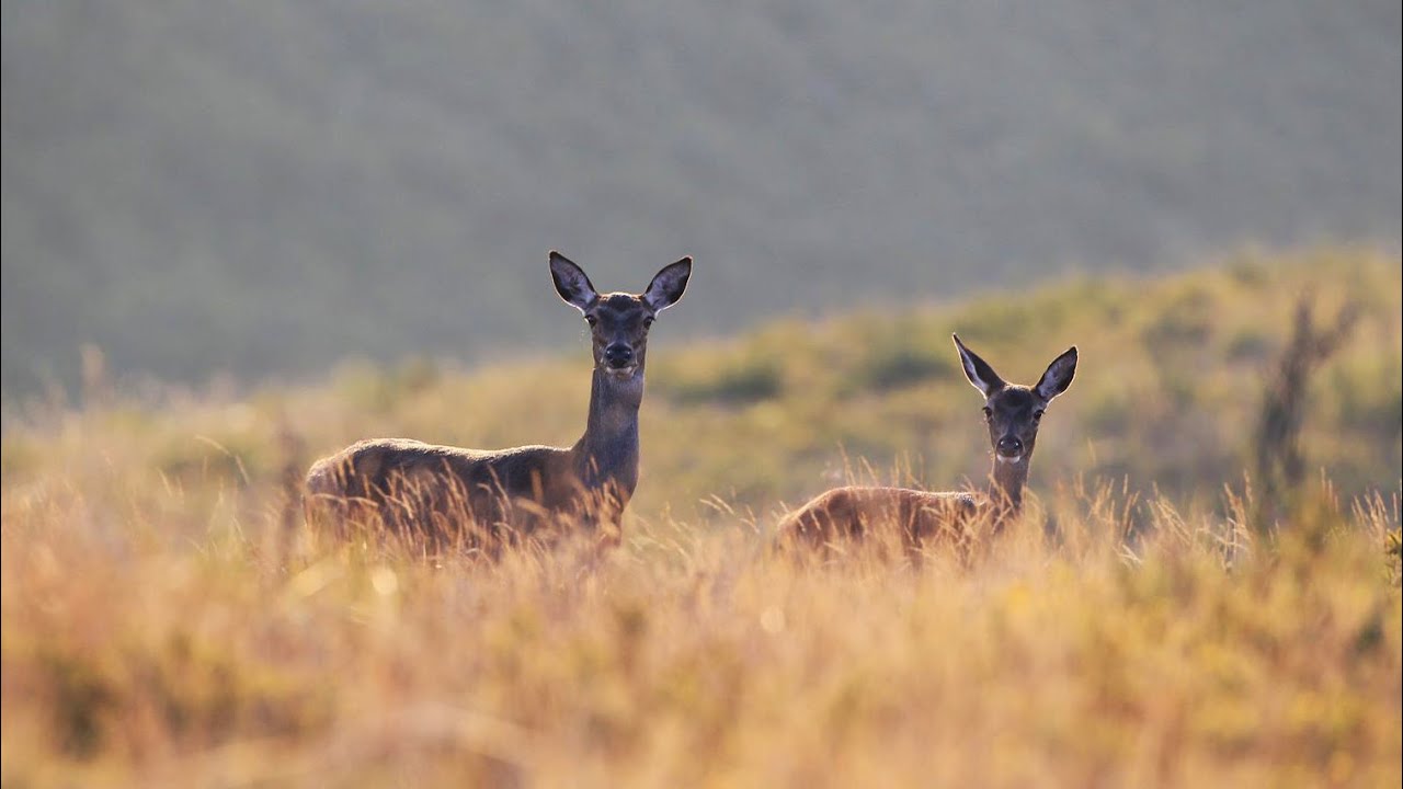 Veados vistos do c&eacute;u 🦌 Deer in the wild seen from the sky - 4K Ultra HD