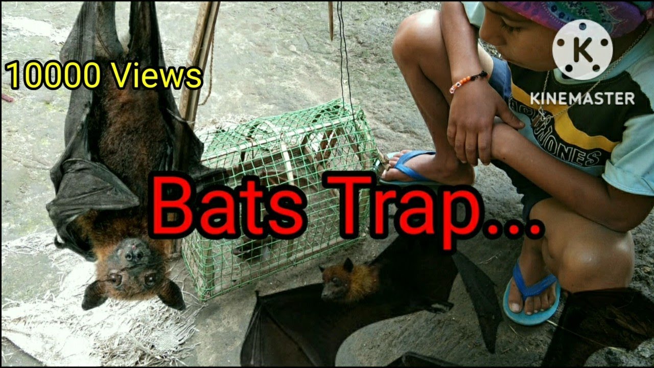 How to catch bats (Traps of bats)